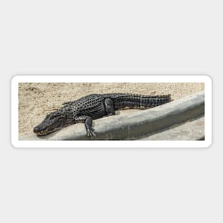 Chilling Alligator Sticker